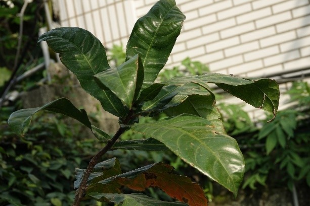 穗花棋盤腳