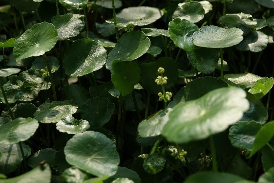 銅錢草