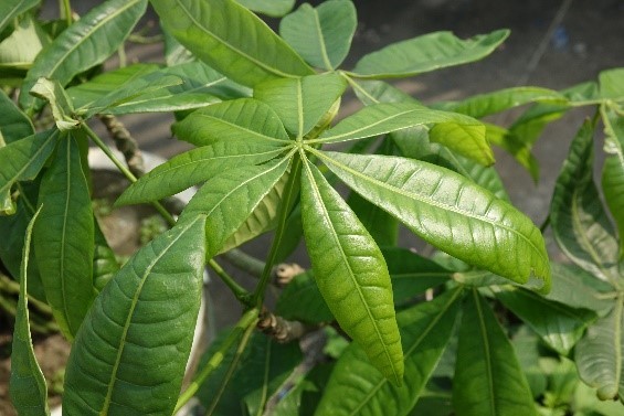 馬拉巴栗