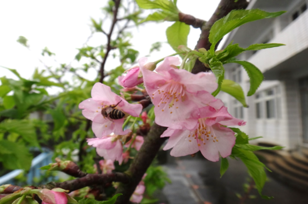 吉野櫻