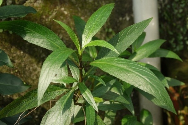 翠蘆莉