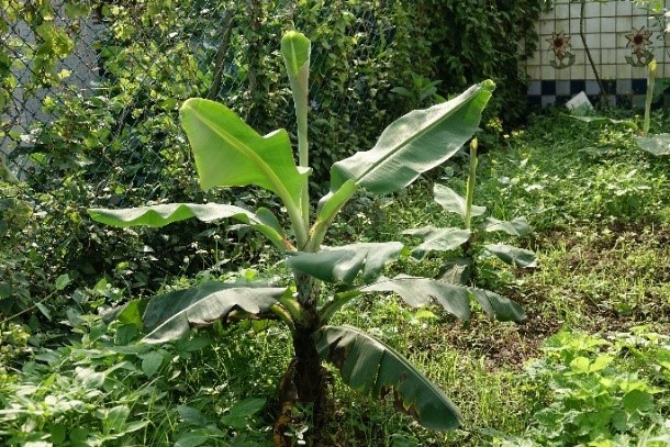 香蕉